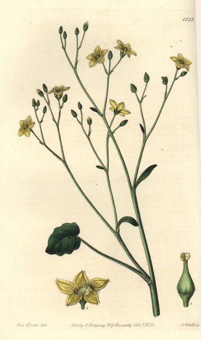 Odmiana villarsi, endemiczna dla Australii - Ornduffia reniformis (willersia nerkowata, Villarsia reniformis). Ręcznie barwiony miedzioryt autorstwa S. Wattsa według ilustracji panny Sarah Drake z Sydenham Edwards