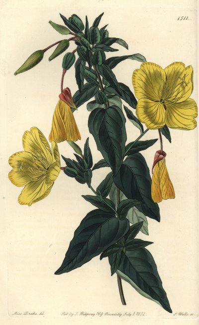 Odmiana wiesiołka lub trawy z osiołkami - Wiesiołek, Oenothera fruticosa subsp. glauca (Glaucous oenothera, Oenothera glauca). Ręcznie barwiony miedzioryt autorstwa S. Wattsa według ilustracji panny Sarah Drake z Sydenham Edwards autorstwa Sydenham Teast Edwards
