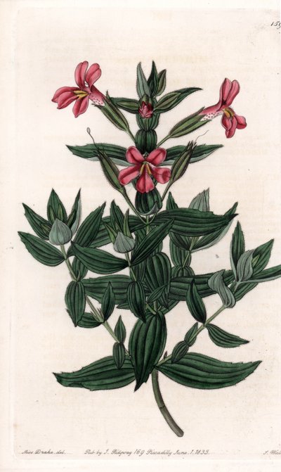 Odmiana mimuli (kwiat małpy lub piżma) Grawerowana tablica autorstwa S.Wattsa, z ilustracji Sarah Anne Drake (1803-1857), z rejestru botanicznego Sydenham Edwards (1768-1819), Anglia autorstwa Sydenham Teast Edwards