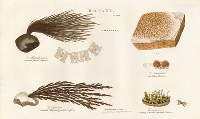 Różne gatunki glonów (Conferva) autorstwa Sydenham Teast Edwards