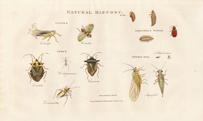 Różne gatunki owadów z rodziny cykad i pluskwiaków autorstwa Sydenham Teast Edwards