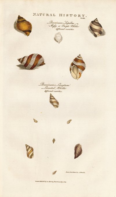 Różne gatunki skorupiaków autorstwa Sydenham Teast Edwards