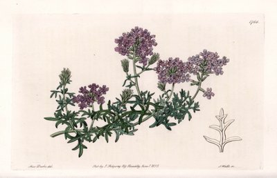 Verbena multifide - Grawerowane przez S. Watts, z ilustracji Sarah Anne Drake (1803-1857), z rejestru botanicznego Sydenham Edwards (1768-1819), Anglia autorstwa Sydenham Teast Edwards