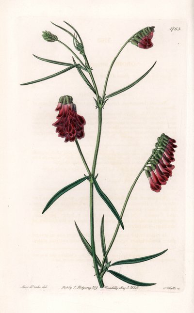 Vesces Variete - Talerz grawerowany przez S.Wattsa, z ilustracji Sarah Anne Drake (1803-1857), z rejestru botanicznego Sydenham Edwards (1768-1819), Anglia autorstwa Sydenham Teast Edwards