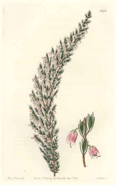 Epiary pęcherzykowe, pochodzące z Europy - Water forte autorstwa S. Wattsa z ilustracji Sarah Anne Drake (1803-1857), z rejestru botanicznego autorstwa Sydenham Teast Edwards
