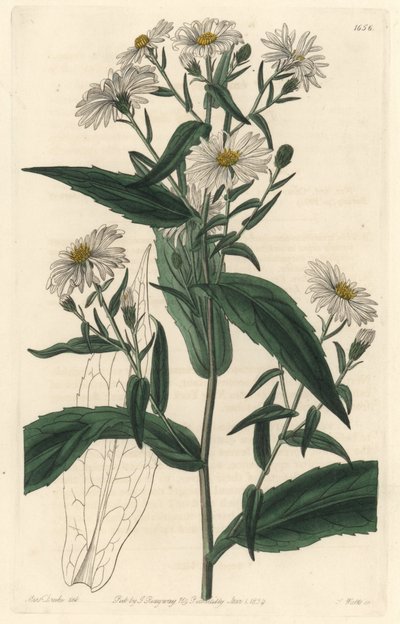 Virgine Aster lub Harvester - S. Watts Strong Water z ilustracji Sarah Anne Drake (1803-1857), z rejestru botanicznego autorstwa Sydenham Teast Edwards
