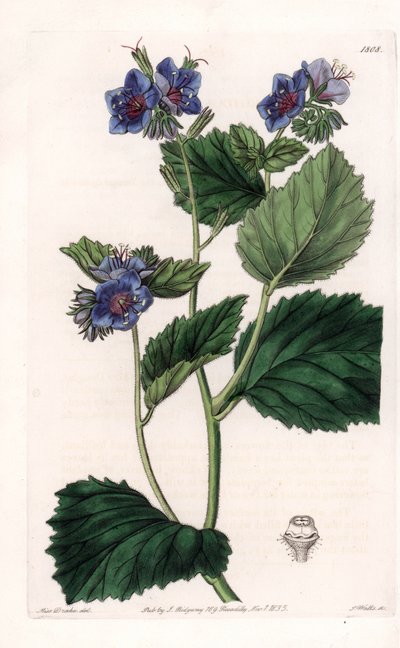 Viscous Facelia - Talerz grawerowany przez S.Wattsa, z ilustracji Sarah Anne Drake (1803-1857), z rejestru botanicznego Sydenham Edwards (1768-1819), Anglia autorstwa Sydenham Teast Edwards