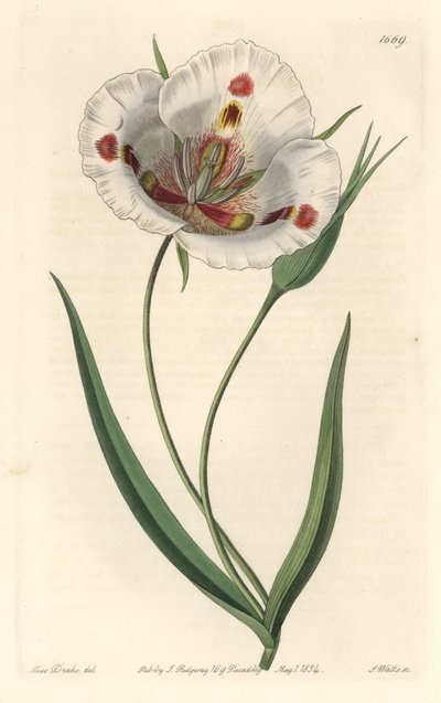 Calochortus o białych kwiatach (mariposa), pochodzący z Kalifornii - Calochortus cętkowany lub lilia motylkowata mariposa, Calochortus venustus, pochodzący z Kalifornii - Ręcznie barwiony miedzioryt autorstwa S. Wattsa według ilustracji panny Drake, z Syde autorstwa Sydenham Teast Edwards