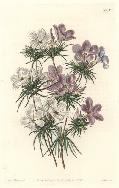 Leptosyfon biało-fioletowy - Strong Water autorstwa S. Wattsa z ilustracji Sarah Anne Drake (1803-1857), z rejestru botanicznego autorstwa Sydenham Teast Edwards