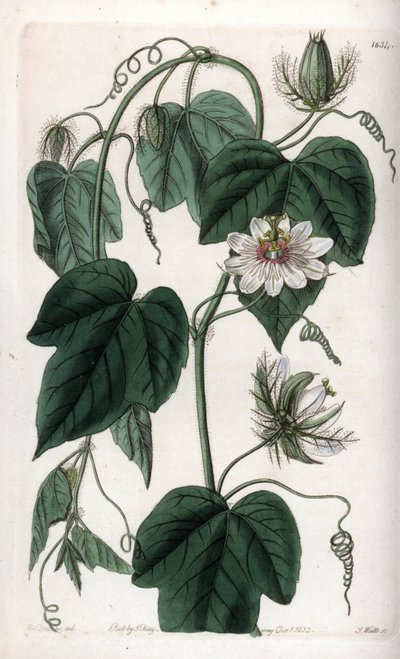 Passionflower białego kwiatu - Grawerowana tablica autorstwa S.Wattsa, z ilustracji Sarah Anne Drake (1803-1857), z rejestru botanicznego Sydenham Edwards (1768-1819), Anglia autorstwa Sydenham Teast Edwards