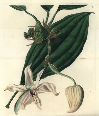 Biała odmiana orchidei - Storczyk wielkokwiatowy Stanhopea (Stanhopea warga, Stanhopea eburnea). Miedzioryt autorstwa S. Wattsa według ilustracji panny Jane Edwards z rejestru botanicznego Sydenham Edwards, Ridgeway, Londyn autorstwa Sydenham Teast Edwards