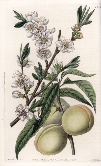 Biały peczer - Talerz grawerowany przez S.Wattsa, z ilustracji Sarah Anne Drake (1803-1857), z rejestru botanicznego Sydenham Edwards (1768-1819), Anglia autorstwa Sydenham Teast Edwards