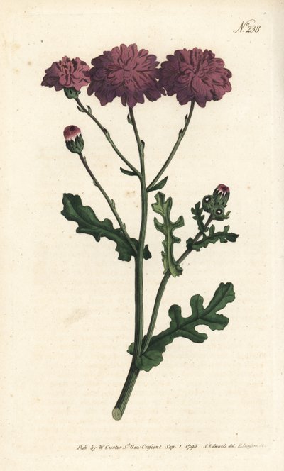 Dziki cineraire - Purpurowa mielona lub starca, Senecio elegans. Ręcznie barwiony miedzioryt autorstwa Sansoma według ilustracji Sydenhama Edwardsa autorstwa Williama Curtisa Botanical Magazine, Londyn autorstwa Sydenham Teast Edwards