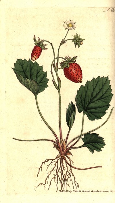 Poziomka, Fragaria vesca (truskawka jednolistna lub truskawka wersalska, Fragaria monophylla). Ręcznie kolorowany miedzioryt według ilustracji botanicznej z The Botanical Magazine Williama Curtisa, Lambeth Marsh, Londyn autorstwa Sydenham Teast Edwards