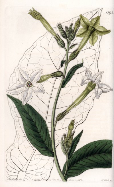 Tytoń skrzydłowy lub tytoń ozdobny - Talerz grawerowany przez S.Wattsa, z ilustracji Sarah Anne Drake (1803-1857), z rejestru botanicznego Sydenham Edwards (1768-1819), Anglia autorstwa Sydenham Teast Edwards