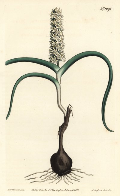 Wurmbea monopetala (Melanthium wielokwiatowe, Melanthium monopetalum). Ręcznie barwiony miedzioryt autorstwa F. Sansoma Jr. według ilustracji Sydenhama Edwardsa z magazynu botanicznego Williama Curtisa, T. Curtis, Londyn autorstwa Sydenham Teast Edwards