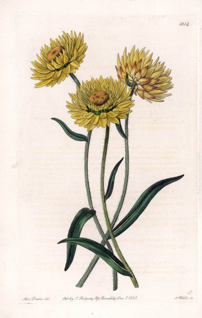Xerochrysum variete, endemiczny w Australii - Grawerowane przez S.Watts, z ilustracji Sarah Anne Drake (1803-1857), z rejestru botanicznego Sydenham Edwards (1768-1819), Anglia autorstwa Sydenham Teast Edwards