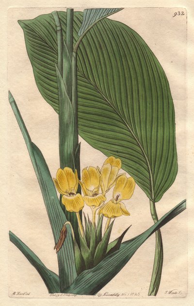 Kalatea o żółtych kwiatach, pochodząca z Brazylii - mocna woda S. Watts z ilustracji autorstwa M. Mart, z rejestru botanicznego autorstwa Sydenham Teast Edwards