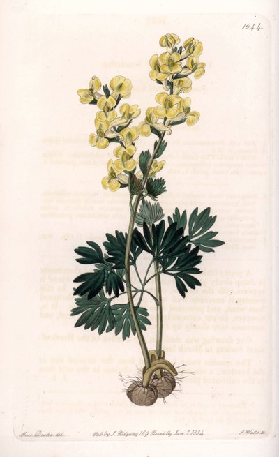 Odmiana corydale o żółtych kwiatach - Grawerowane przez S.Wattsa, z ilustracji Sarah Anne Drake (1803-1857), z rejestru botanicznego Sydenham Edwards (1768-1819), Anglia autorstwa Sydenham Teast Edwards