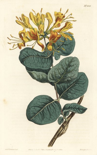 Dzięcioł żółtokwiatowy, Lonicera flava. Ręcznie barwiony miedzioryt autorstwa F. Sansoma Jr. według ilustracji Sydenhama Edwardsa z magazynu botanicznego Williama Curtisa, T. Curtis, Londyn autorstwa Sydenham Teast Edwards
