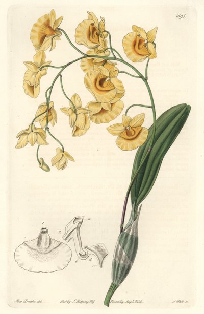 Żółta orchidea dendrobium, pochodząca z Indii - Mocna woda autorstwa S. Wattsa z ilustracji Sarah Anne Drake (1803-1857), z rejestru botanicznego autorstwa Sydenham Teast Edwards