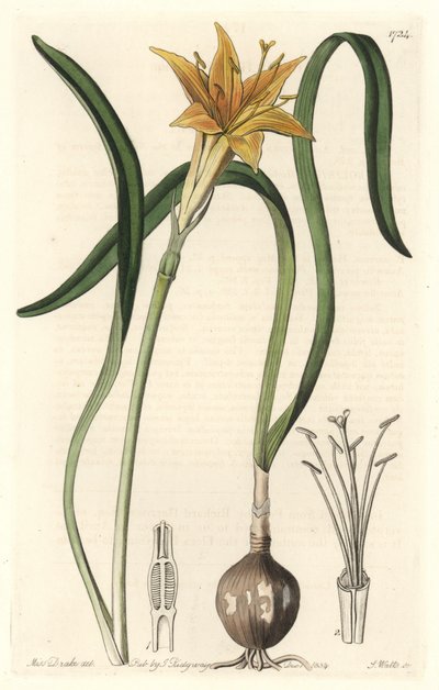 Żółty pyrolion (Amaryllis arvensis), pochodzący z Peru - Mocna woda autorstwa S. Wattsa z ilustracji Sarah Anne Drake (1803-1857), wydobyty z rejestru botanicznego autorstwa Sydenham Teast Edwards