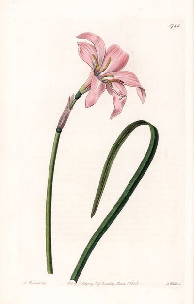 Odmiana mieszańcowa Zephyranthes - Talerz grawerowany przez S.Wattsa, z ilustracji Sarah Anne Drake (1803-1857), z rejestru botanicznego Sydenham Edwards (1768-1819), Anglia autorstwa Sydenham Teast Edwards