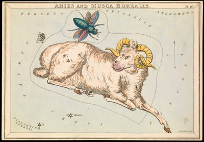 Baran i Musca borealis, ok. 1825 (karta, papier, bibułka) autorstwa Sydney Hall