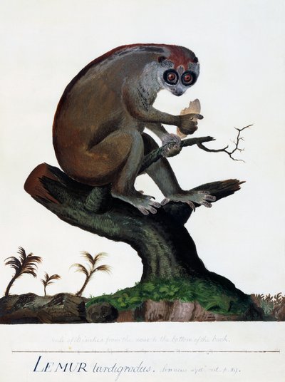 Wolno poruszający się lemur autorstwa Sydney Parkinson