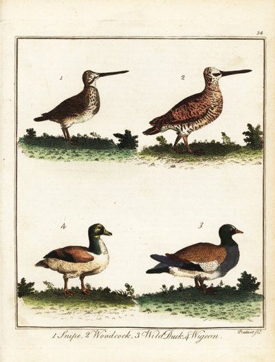 Ptaki łowne: bekas, słonka, dzika kaczka i świstun. 1792 (grawerowanie) autorstwa T. Prattent