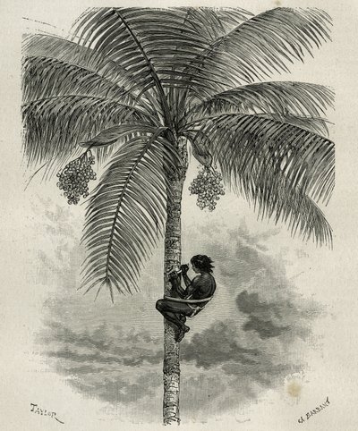La recolte de la wax de palmier ceroxylon, dans le Quindio (Kolumbia), grawerowane przez Taylora i Ferdinandusa, aby zilustrować historię L