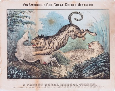 Para Królewskich Tygrysów Bengalskich (wc na papierze) autorstwa T. W. Strong