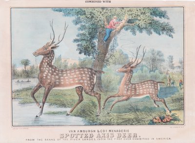 Spotted Axis Deer (wc na papierze) autorstwa T. W. Strong