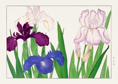 Kwiat irysa z "Seiyou Sokazufu" autorstwa Tanigami Konan