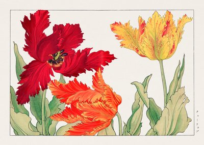 Papuga tulipan z "Seiyou Sokazufu" autorstwa Tanigami Konan