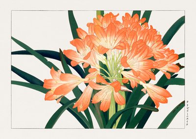 Vintage kwiat cliviminiata z "Seiyou Sokazufu" autorstwa Tanigami Konan