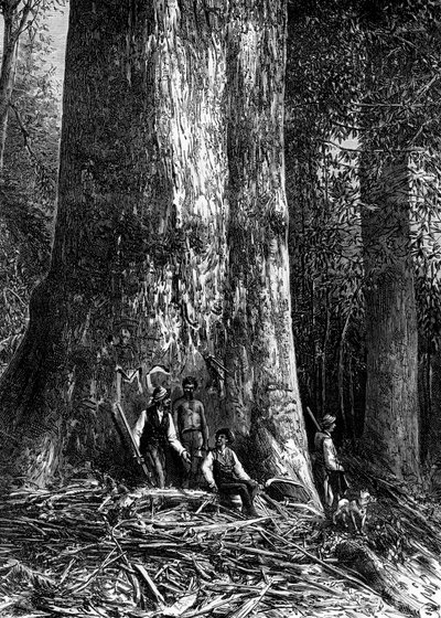 Olbrzymi eukaliptus, Australia, 1886 r. autorstwa Taylor