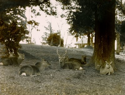 Daniel w parku Kasauga Taisha, Nara, około 1900-1915 r. (zdjęcie) autorstwa Teijiro Takagi