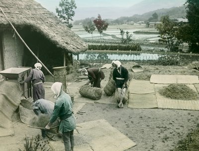 Chłopi orzący ryż na skraju pól ryżowych w Japonii, około 1900-1915 r. (zdjęcie) autorstwa Teijiro Takagi