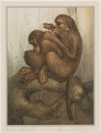 małpy pchełki autorstwa Theo van Hoytema (signed by artist)
