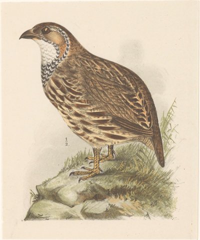 Kuropatwa (francolinus jugularis) autorstwa Theo van Hoytema