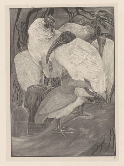 Pięć ibisów i ślepowron Animal Studies (oryginalny tytuł serii) autorstwa Theo van Hoytema