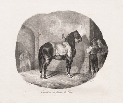 Studia litograficzne koni: Pl. 7, Koń z równiny Caen, 1822. autorstwa Theodore Gericault
