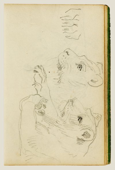 Badania głowy i przednich łap lwicy autorstwa Theodore Gericault