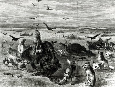 Rzeź bizonów na równinach, z Harpers Weekly 1872 autorstwa Theodore Russell Davis