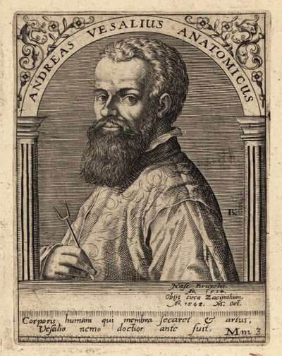 Andreas Vesalius, flamandzki lekarz, anatom autorstwa Theodore de Bry