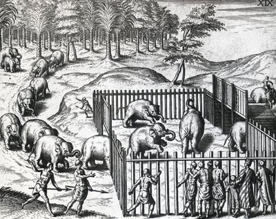 Polowanie na słonie w królestwie Pegu, obecnie Myanmar, Theodor de Bry (1528-1598), grawerowanie autorstwa Theodore de Bry