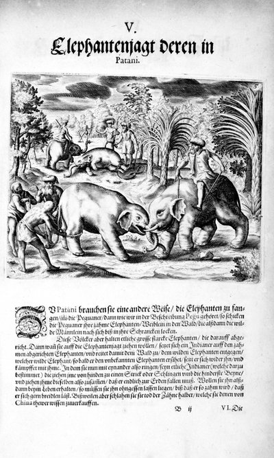Walka słoni, 1606 autorstwa Theodore de Bry