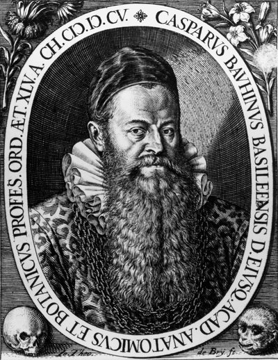 Portret Gasparda BAUHINA (1560-1624) szwajcarskiego botanika Grawerowanie autorstwa Theodore de Bry autorstwa Theodore de Bry