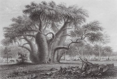 Australia: Drzewo Boadab (rycina) autorstwa Thomas (after) Baines